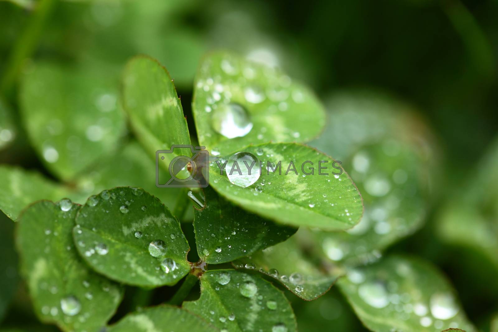Royalty free image of A macro shot of beautiful clover on green background by mariusz_prusaczyk