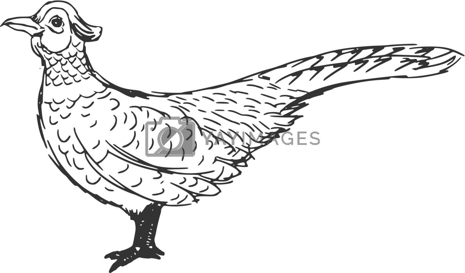 Royalty free image of pheasant by Perysty
