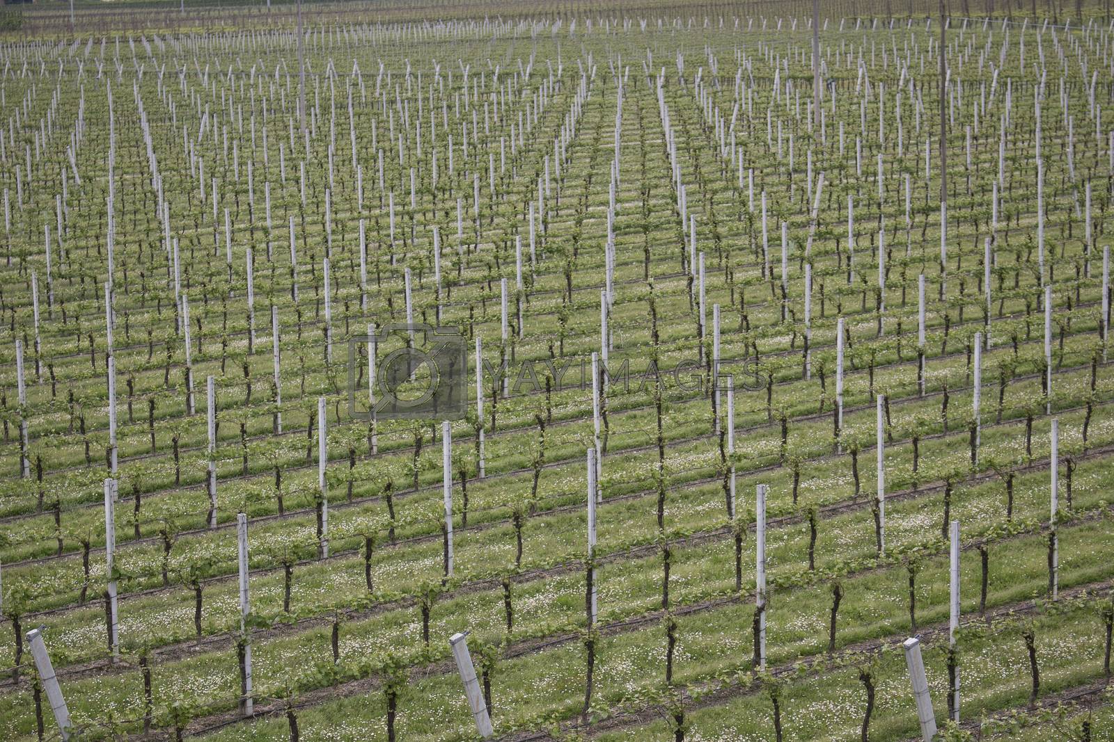 Royalty free image of rows of vines by paocasa
