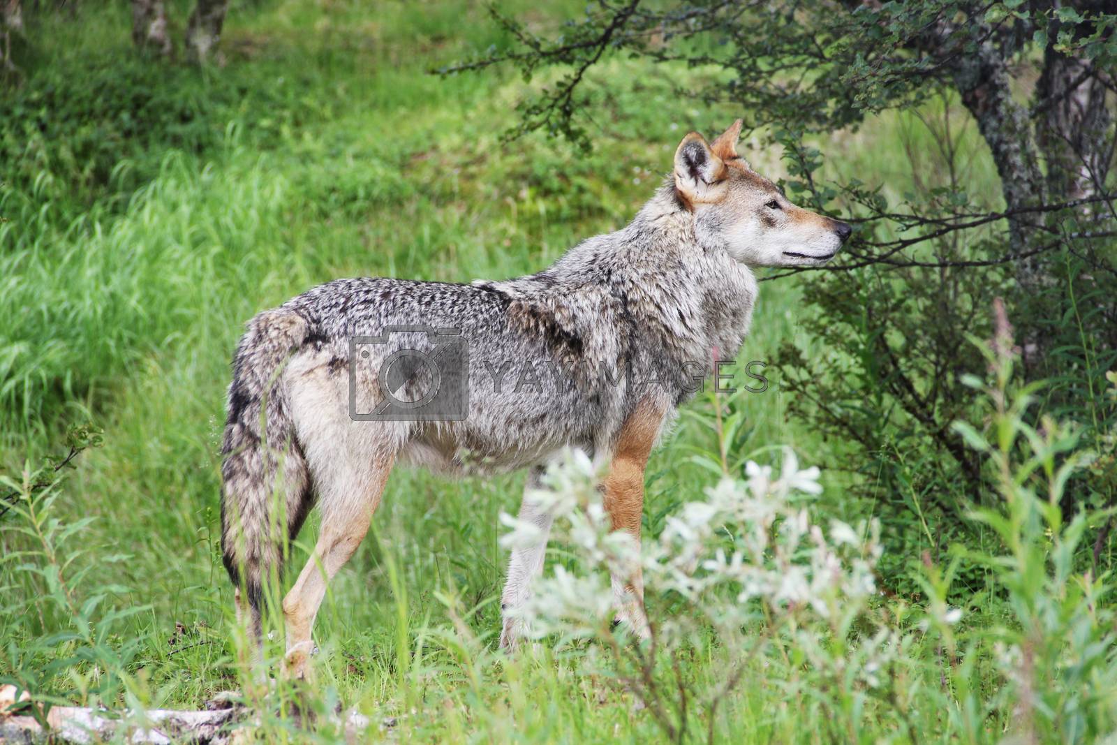 Royalty free image of Gray Wolf in forest by destillat