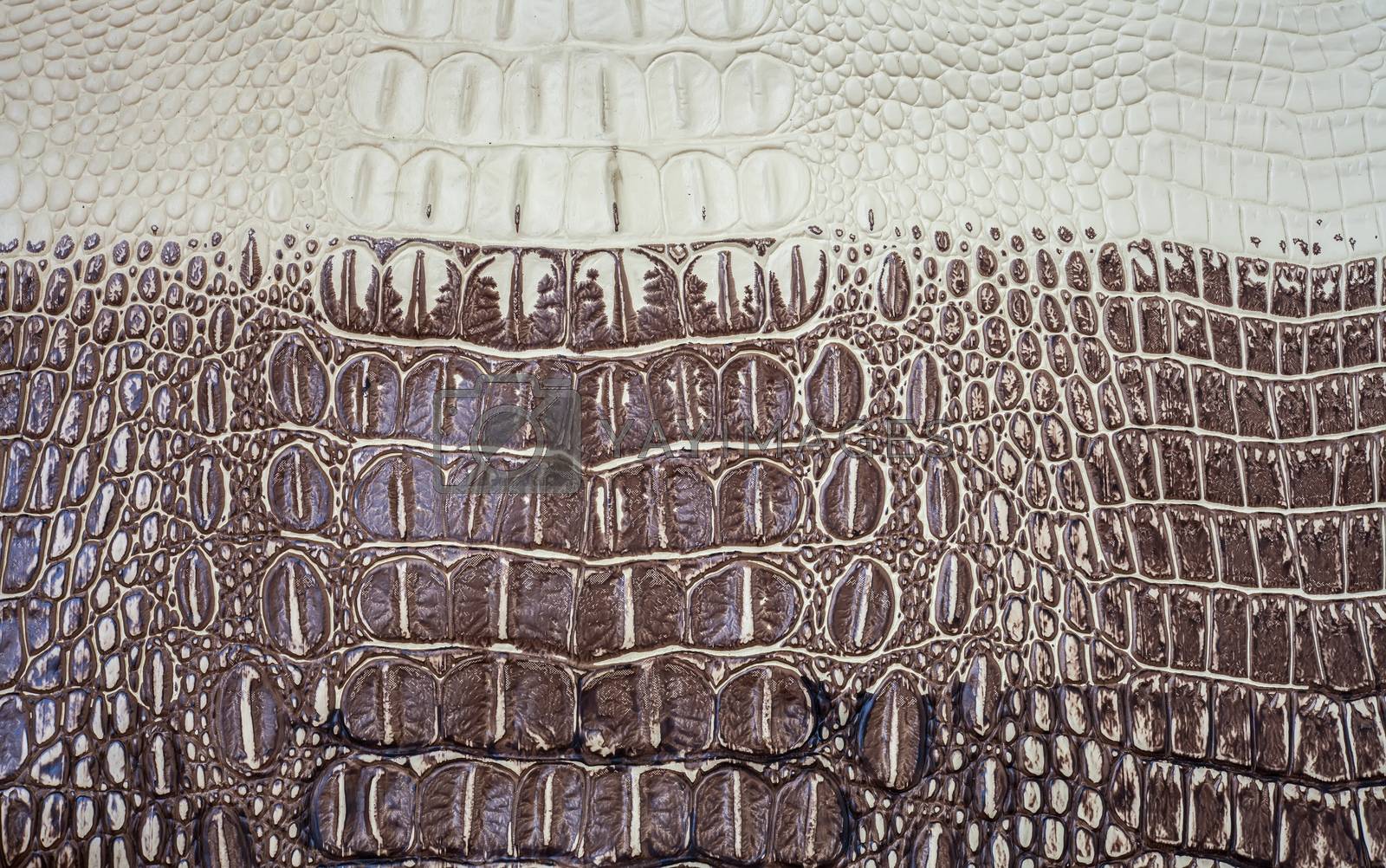 Royalty free image of Crocodile skin texture by amnarj2006