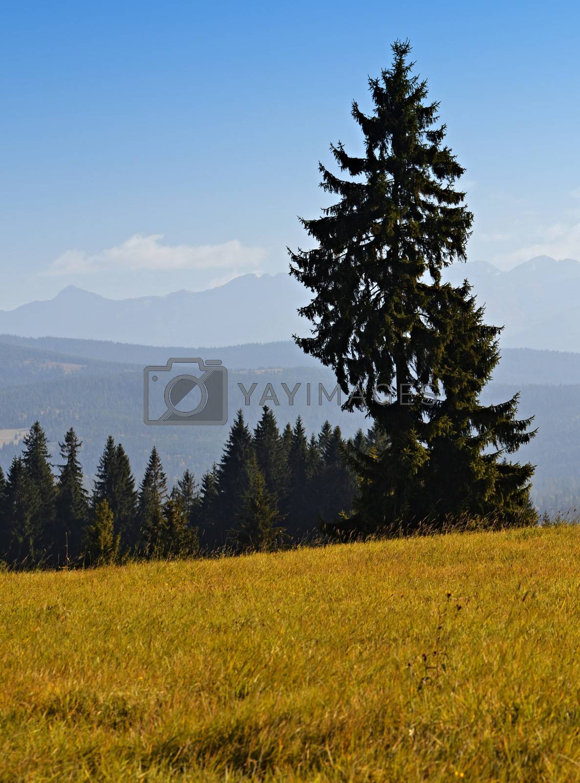 Royalty free image of A lone spruce tree by Ahojdoma