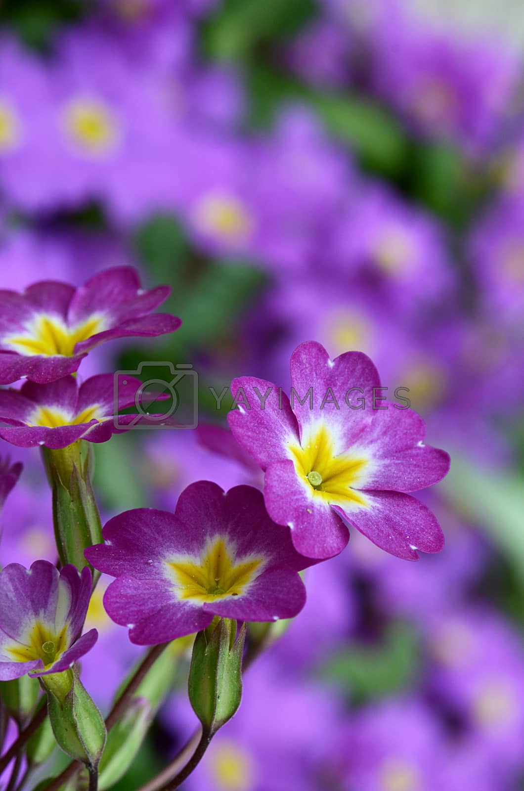 Royalty free image of Flower lilac primrose a background by SvetaVo