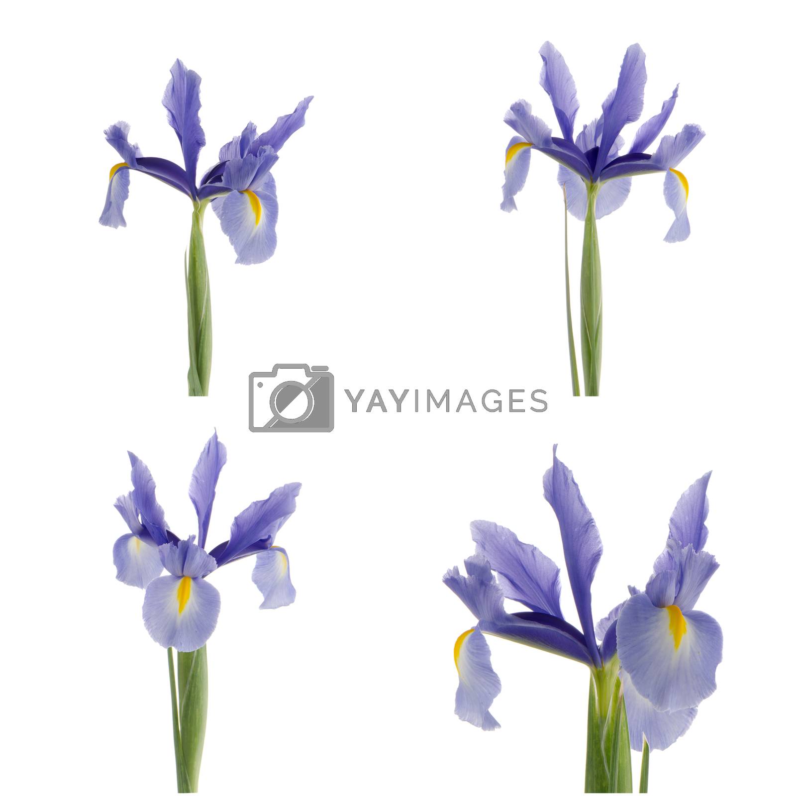 Royalty free image of Purple lilies by homydesign