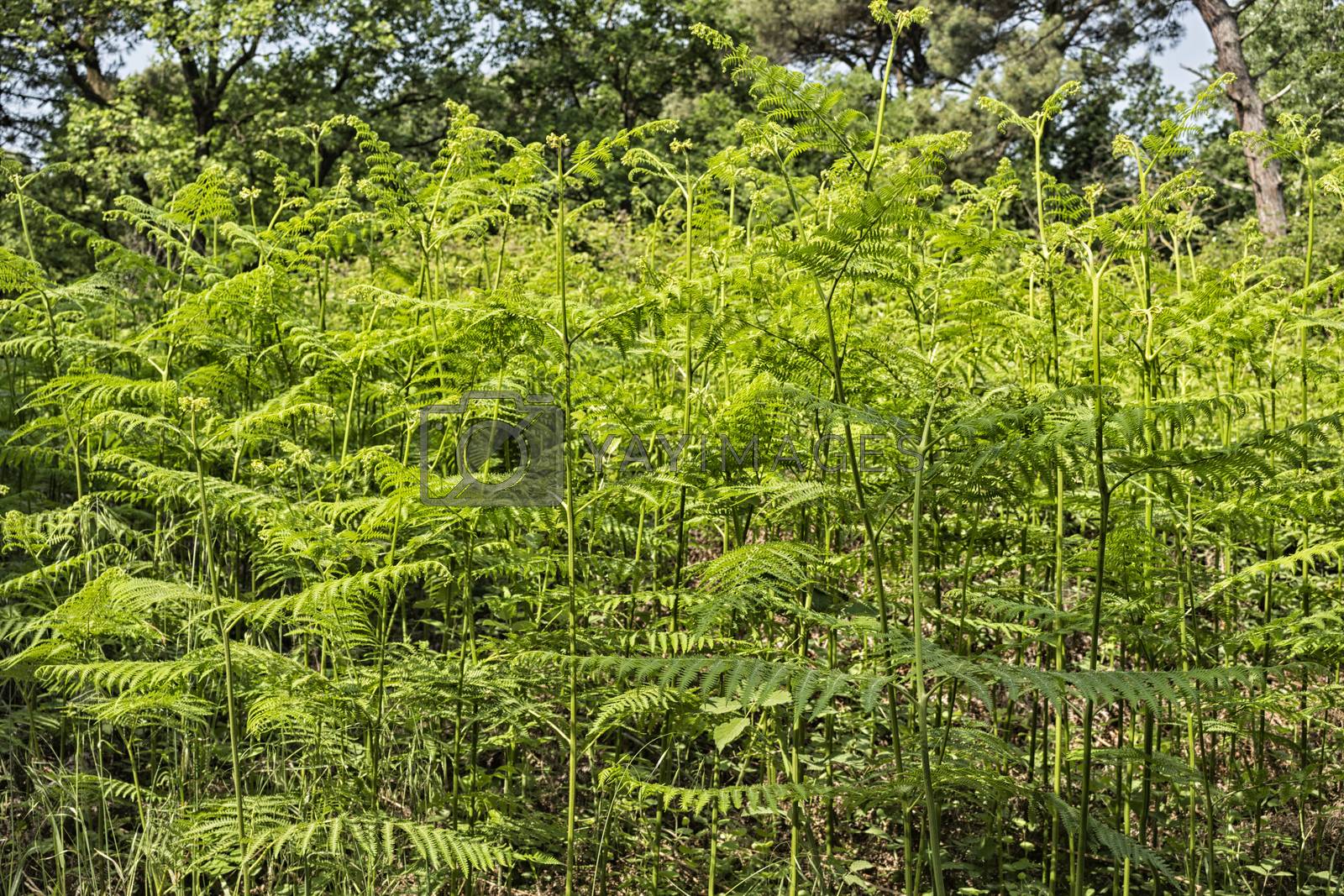 Royalty free image of Ferns  in the pinewood forest near Marina Romea by paocasa