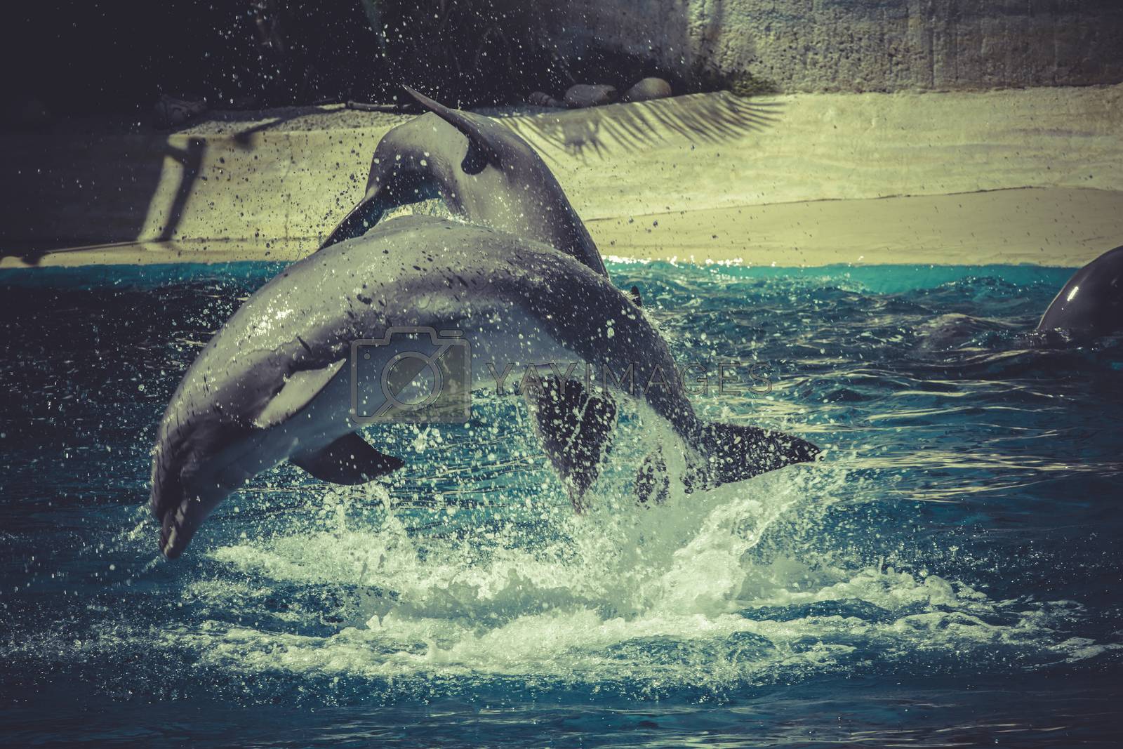 Royalty free image of marine, dolphin jump out of the water in sea by FernandoCortes