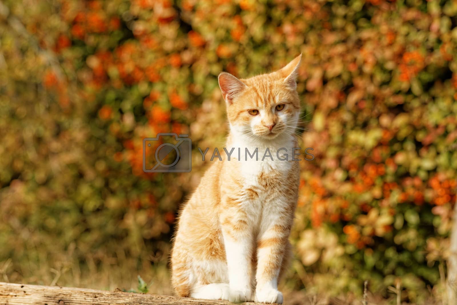 Royalty free image of Orange cat by Nneirda