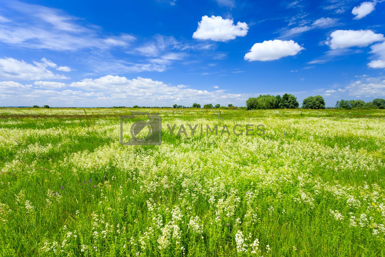 Royalty free image of Meadow by yelenayemchuk