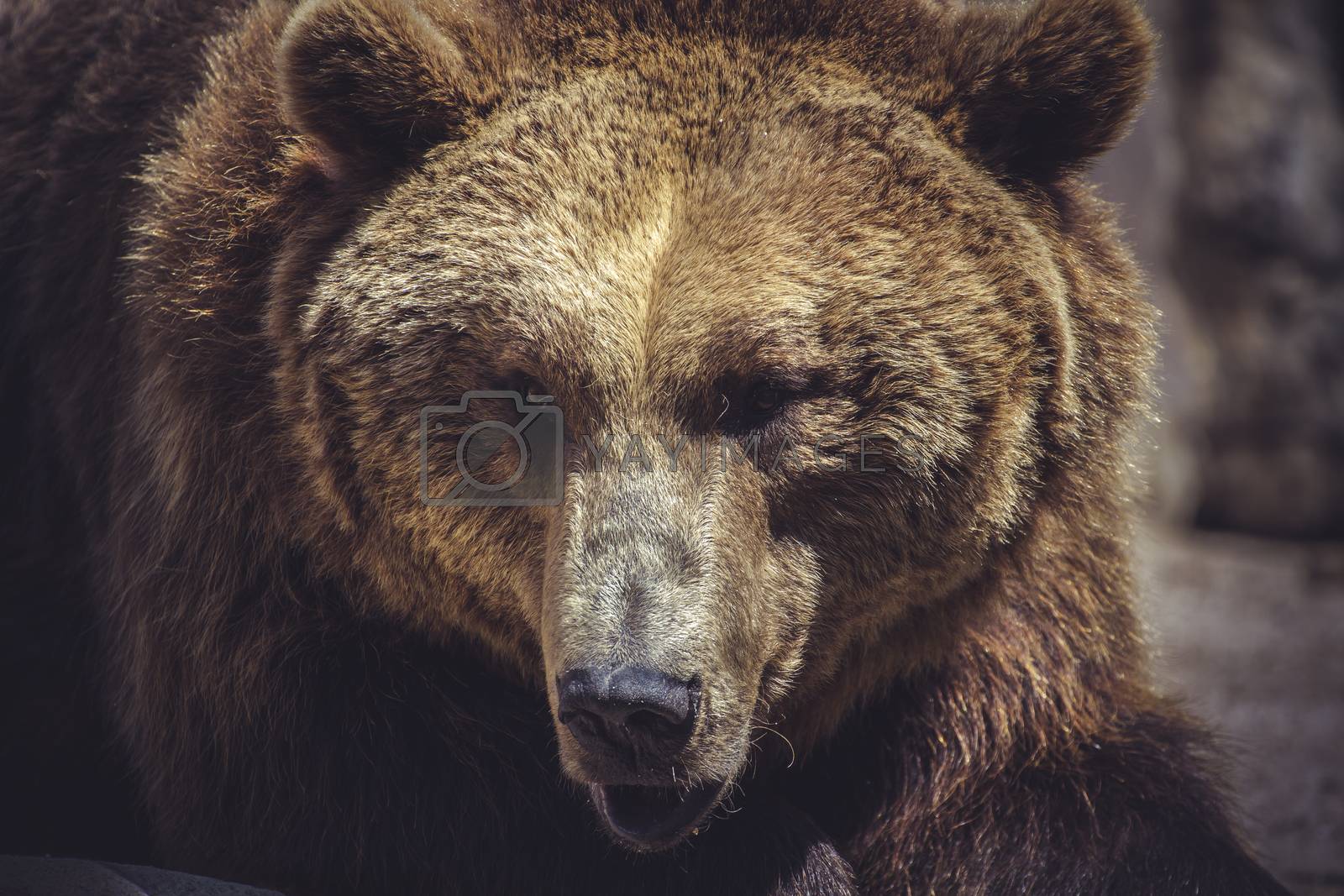 Royalty free image of wildlife, Spanish powerful brown bear, huge and strong wild ani by FernandoCortes