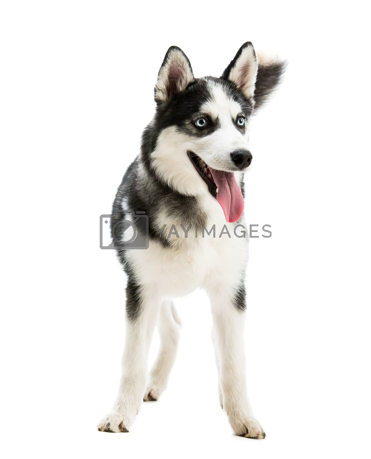 Royalty free image of Husky dog breed by GekaSkr