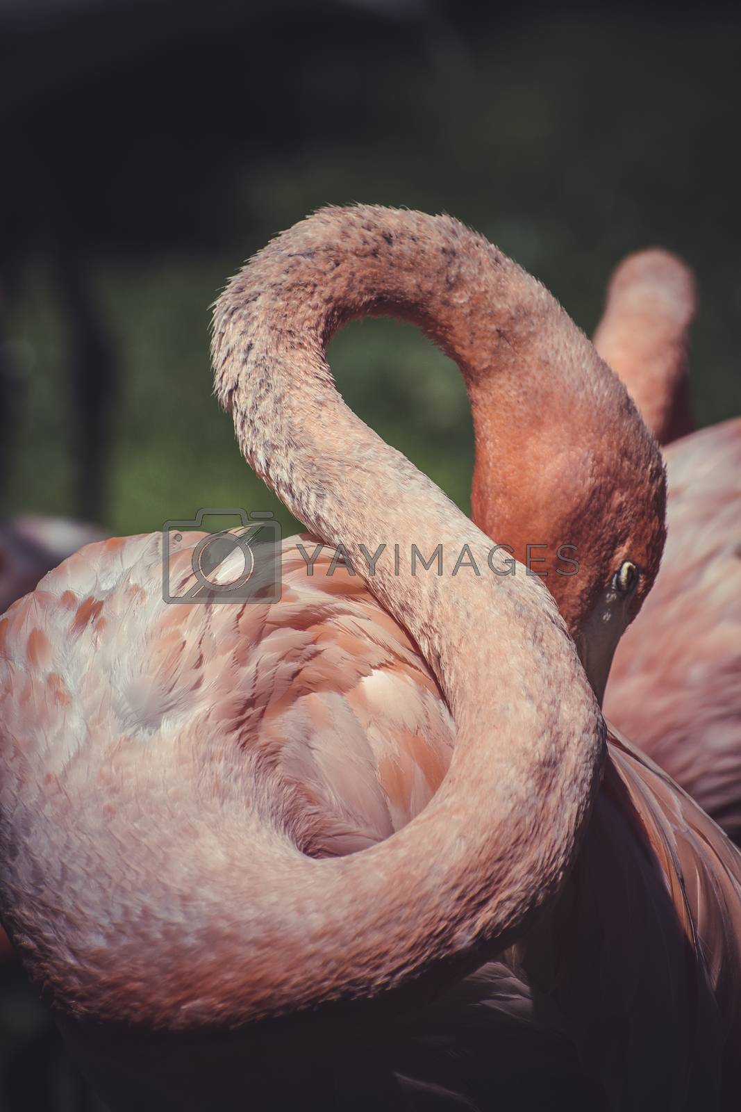 Royalty free image of detail of flamingo head with long neck by FernandoCortes