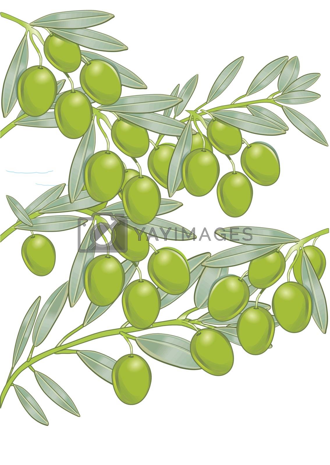Royalty free image of Olives on the tree by scusi