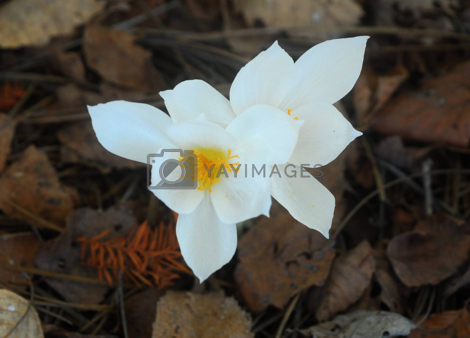Royalty free image of white yellow Flower by nikonite