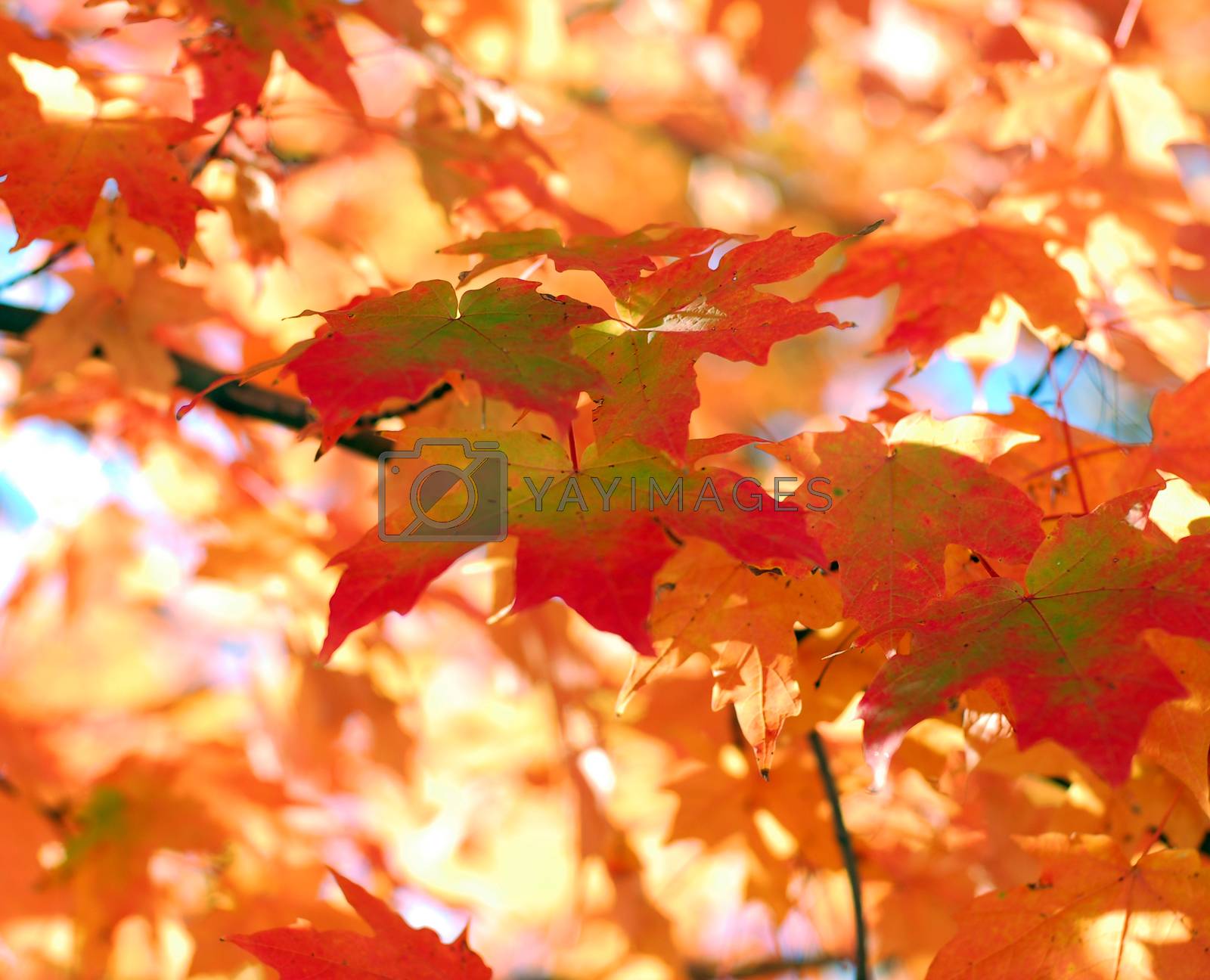 Royalty free image of Orange Maple Tree Fall Foliage by nikonite