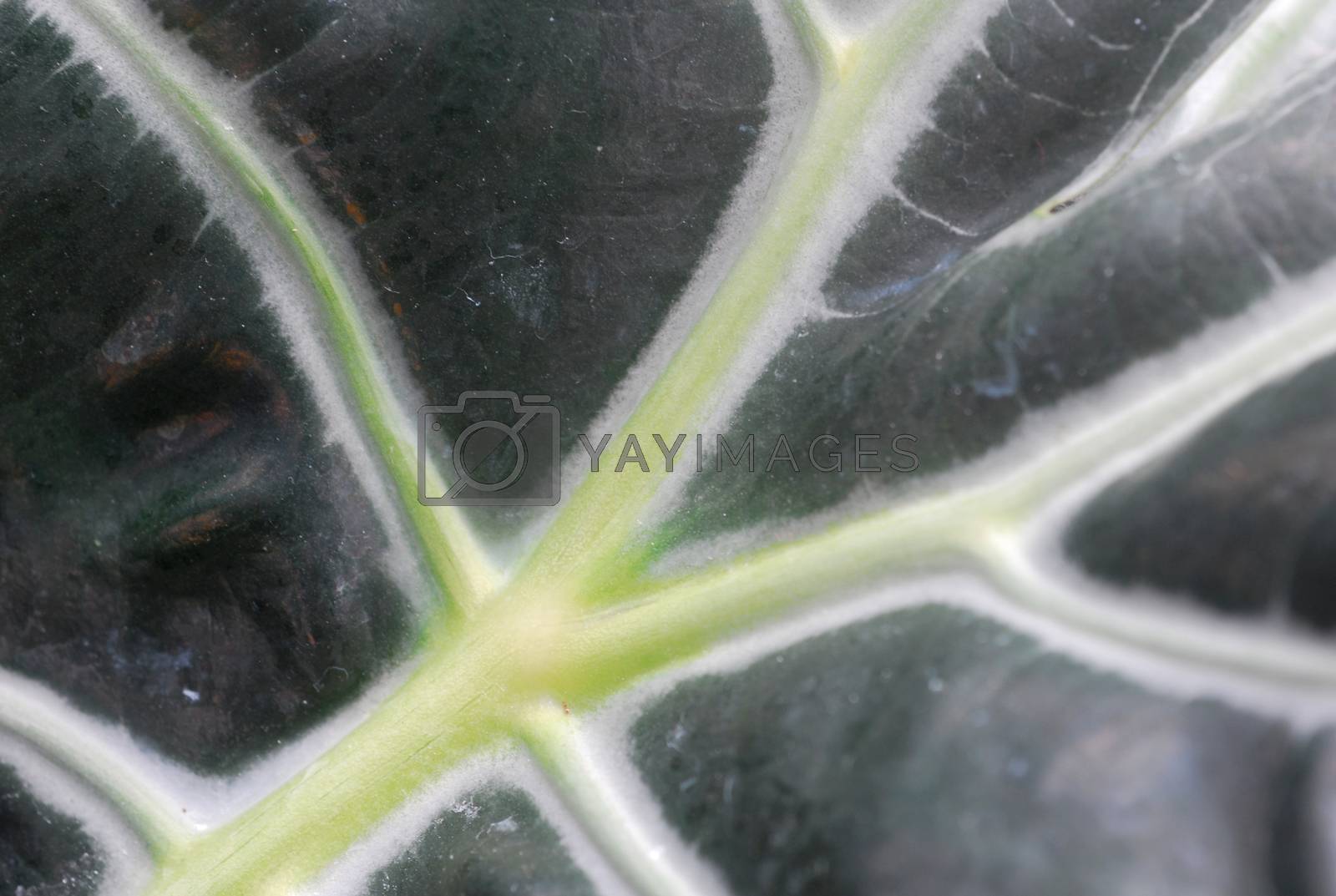 Royalty free image of Green alocasia Plant Leaves by nikonite