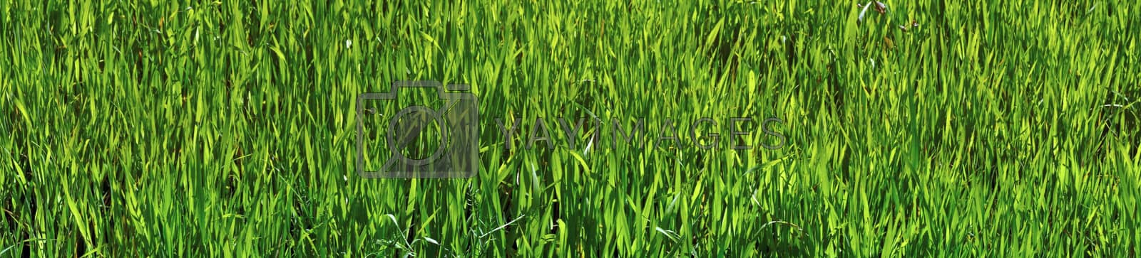 Royalty free image of Panoramic picture - green oats by Chiffanna