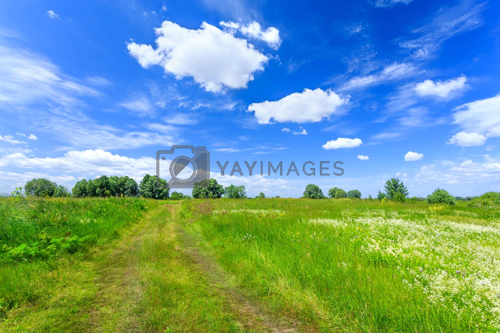 Royalty free image of Summer landscape by yelenayemchuk