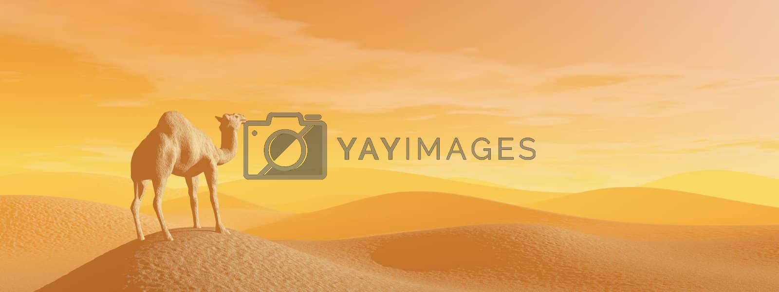 Royalty free image of Camel in the desert - 3D render by Elenaphotos21