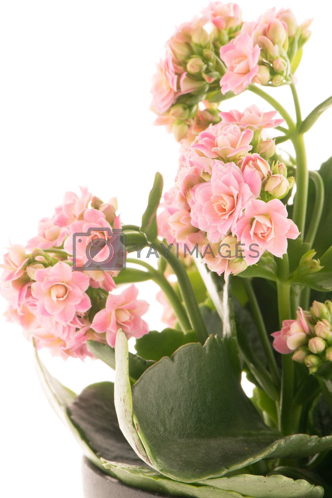 Royalty free image of Kalanchoe Calandiva flowers by homydesign