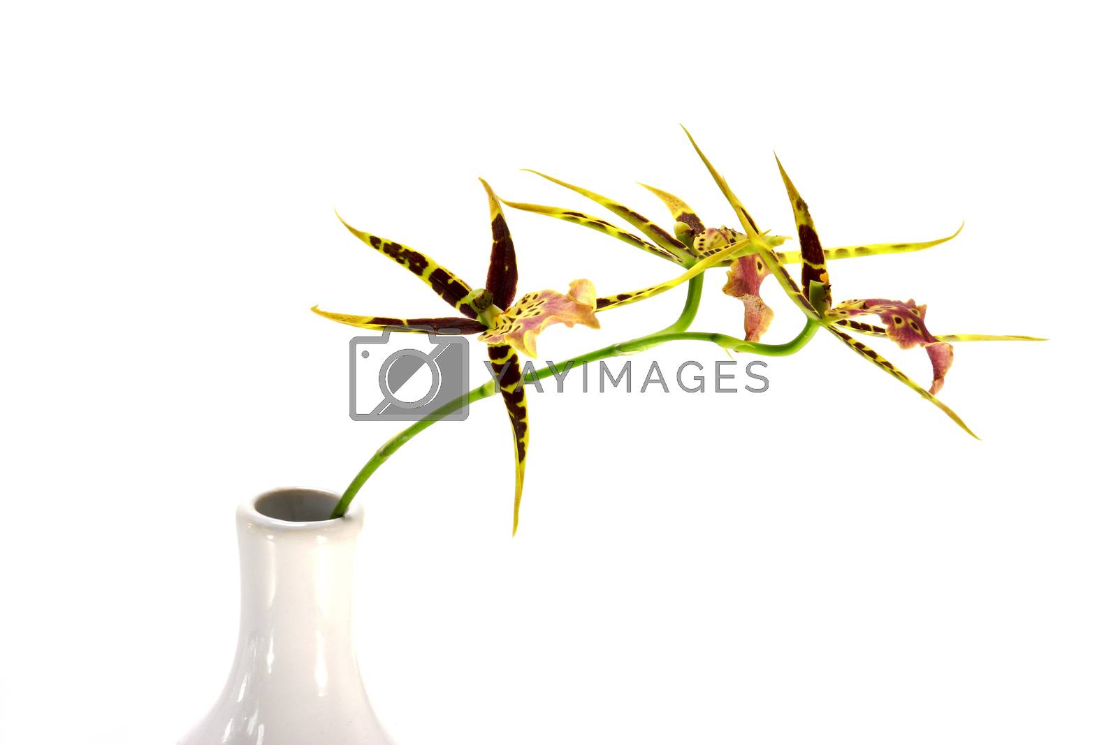 Royalty free image of Brassia Orchid isolated on white background. by Noppharat_th