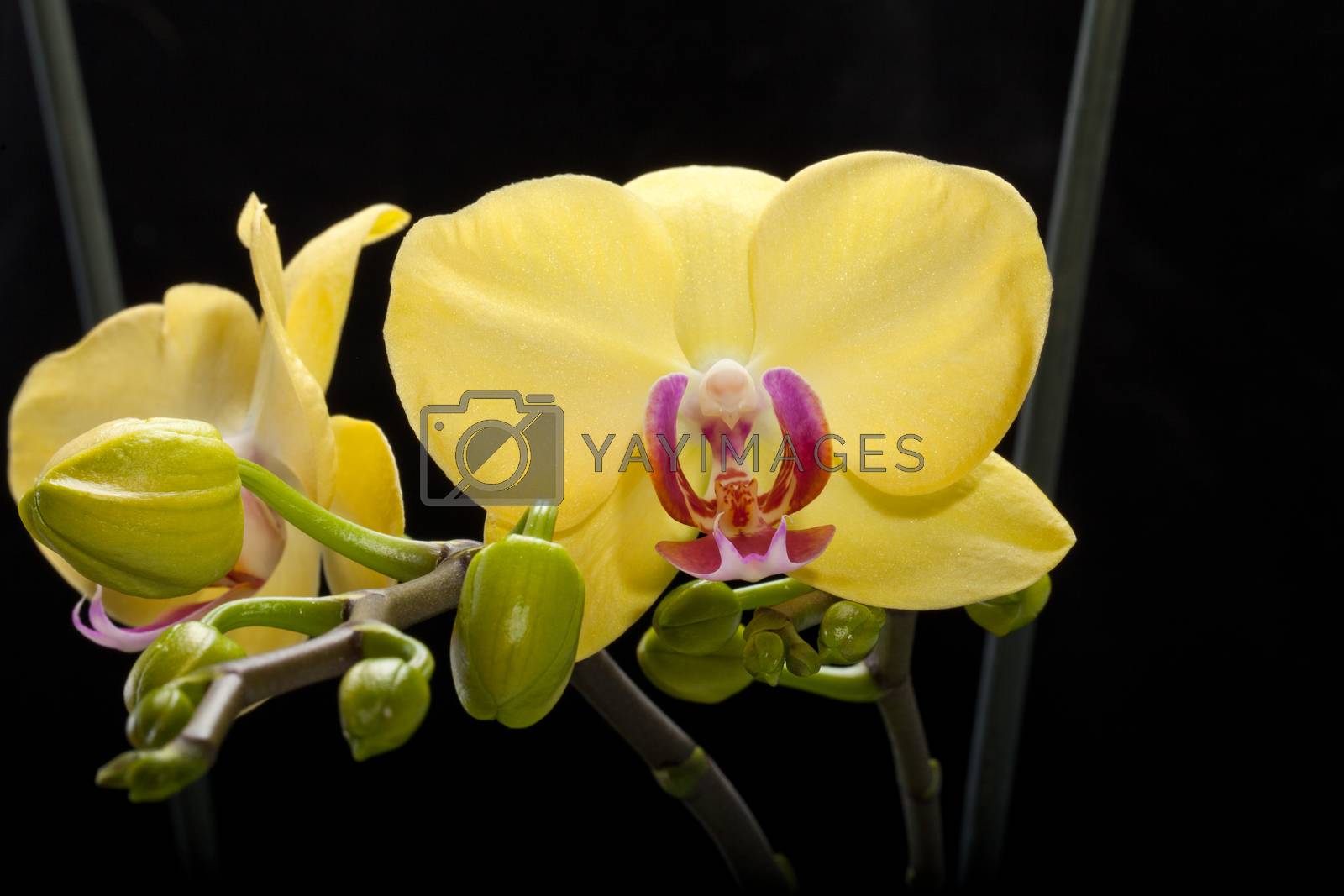 Royalty free image of Yellow orchid isolated on black by wjarek