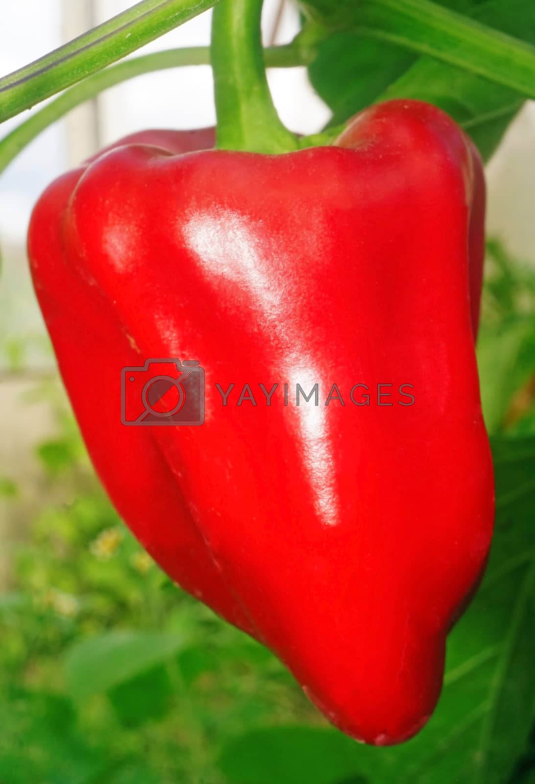 Royalty free image of Sweet red Pepper in a greenhouse closeup by Chiffanna