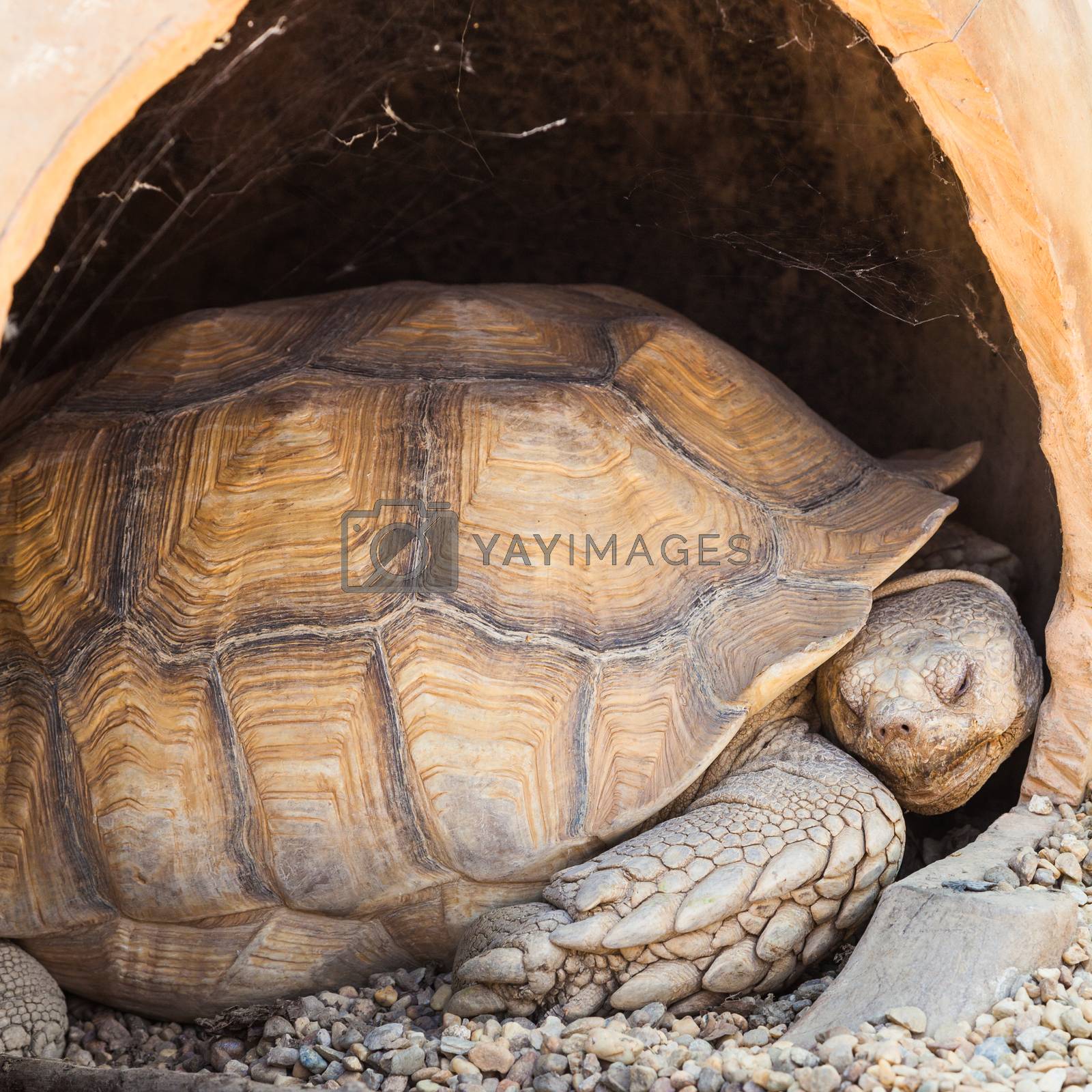 Royalty free image of African Spurred Tortoise by Perseomedusa