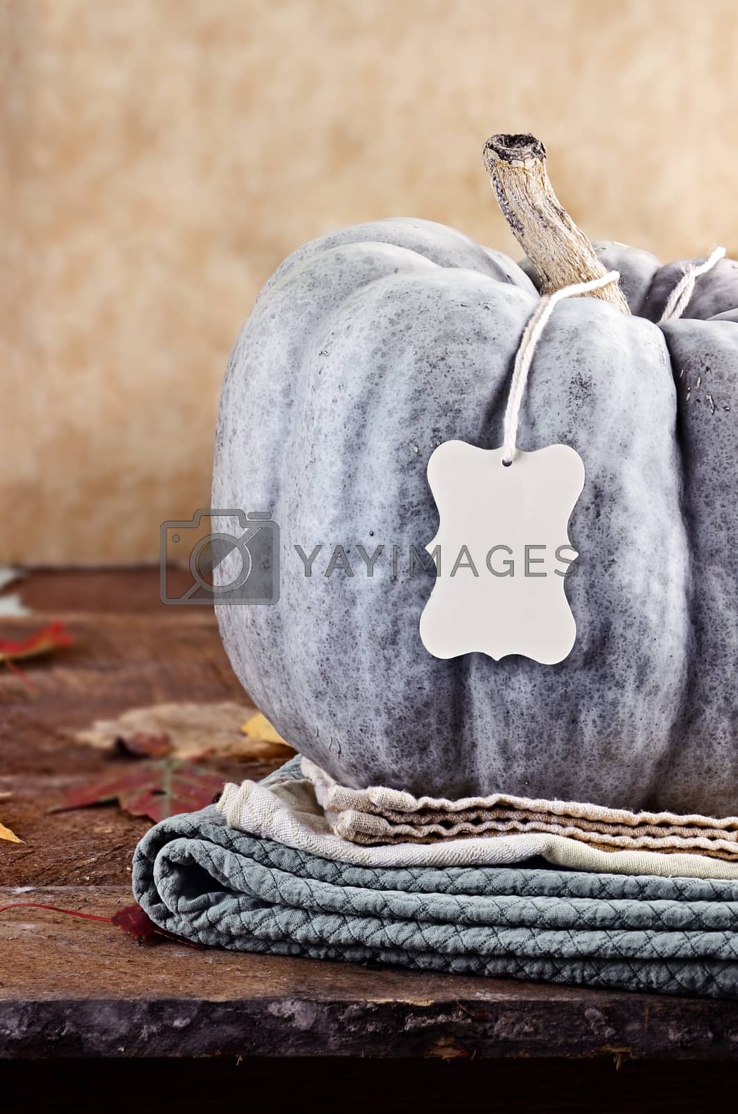 Royalty free image of Green Pumpkin with Blank Tag by StephanieFrey