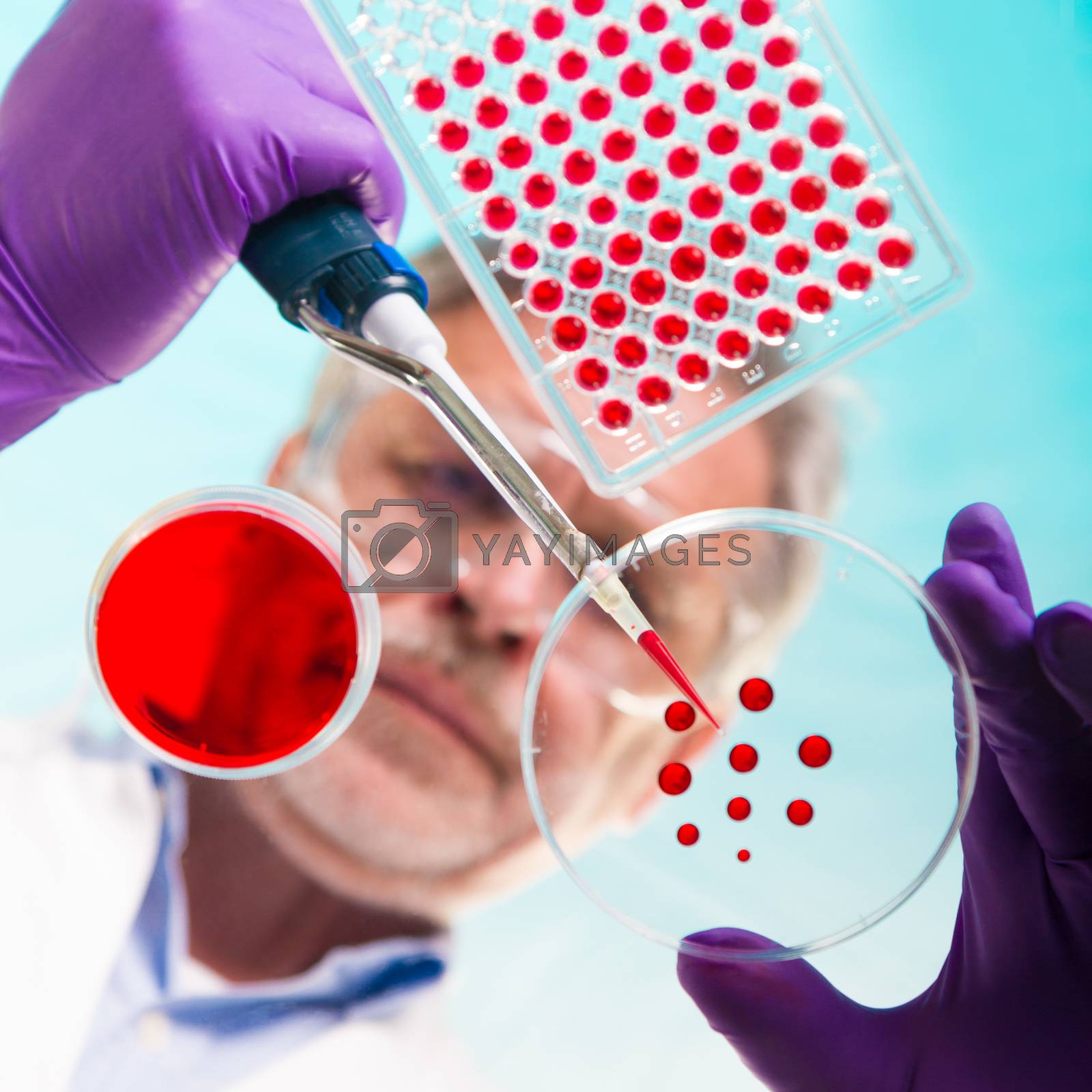 Royalty free image of Senior life science researcher grafting bacteria. by kasto