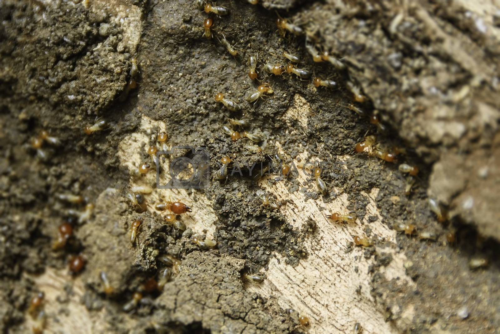 Royalty free image of Termites Colony by tonyoquias