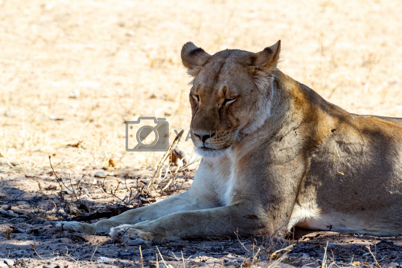 Royalty free image of Female Lion Lying in Grass in shade of tree. by artush