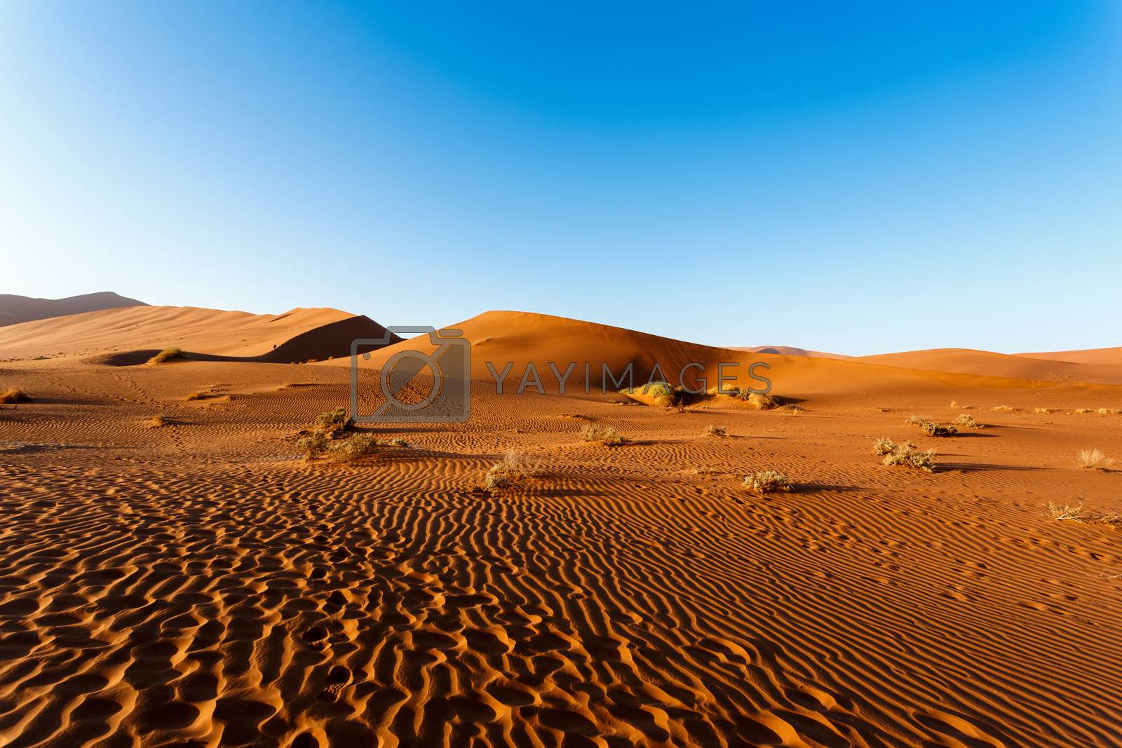 Royalty free image of sand dunes at Sossusvlei, Namibia by artush