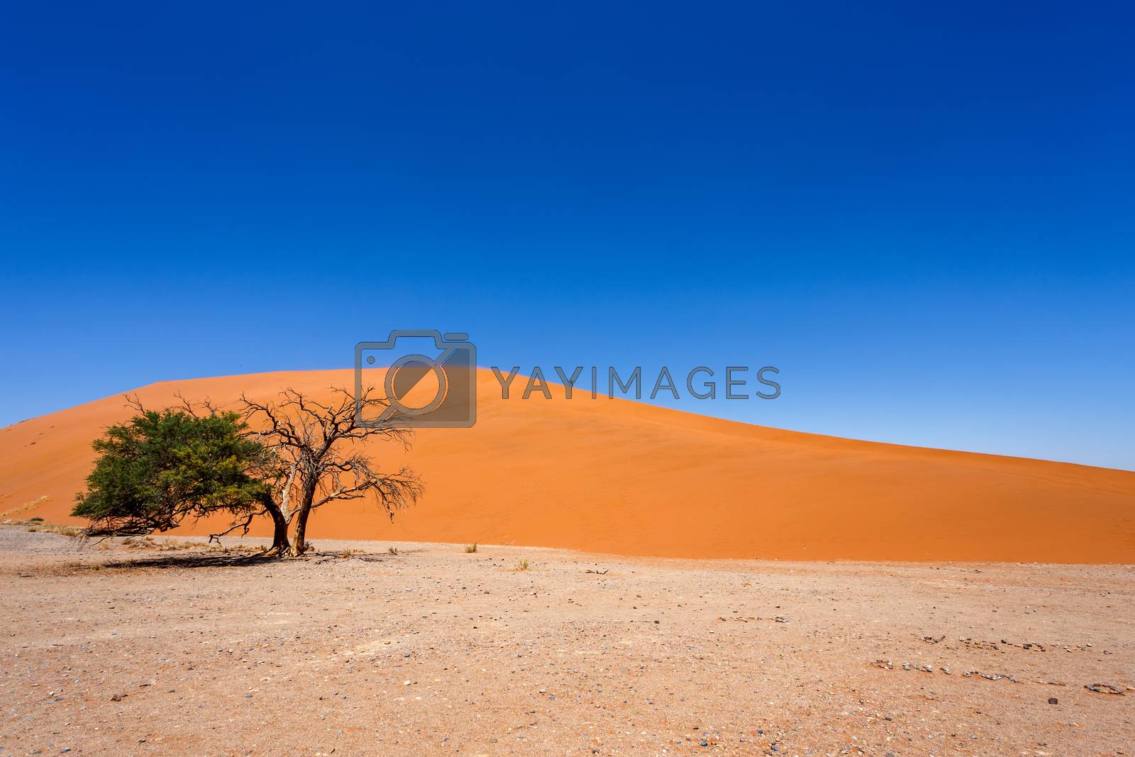 Royalty free image of Dune 45 in sossusvlei Namibia with green tree by artush