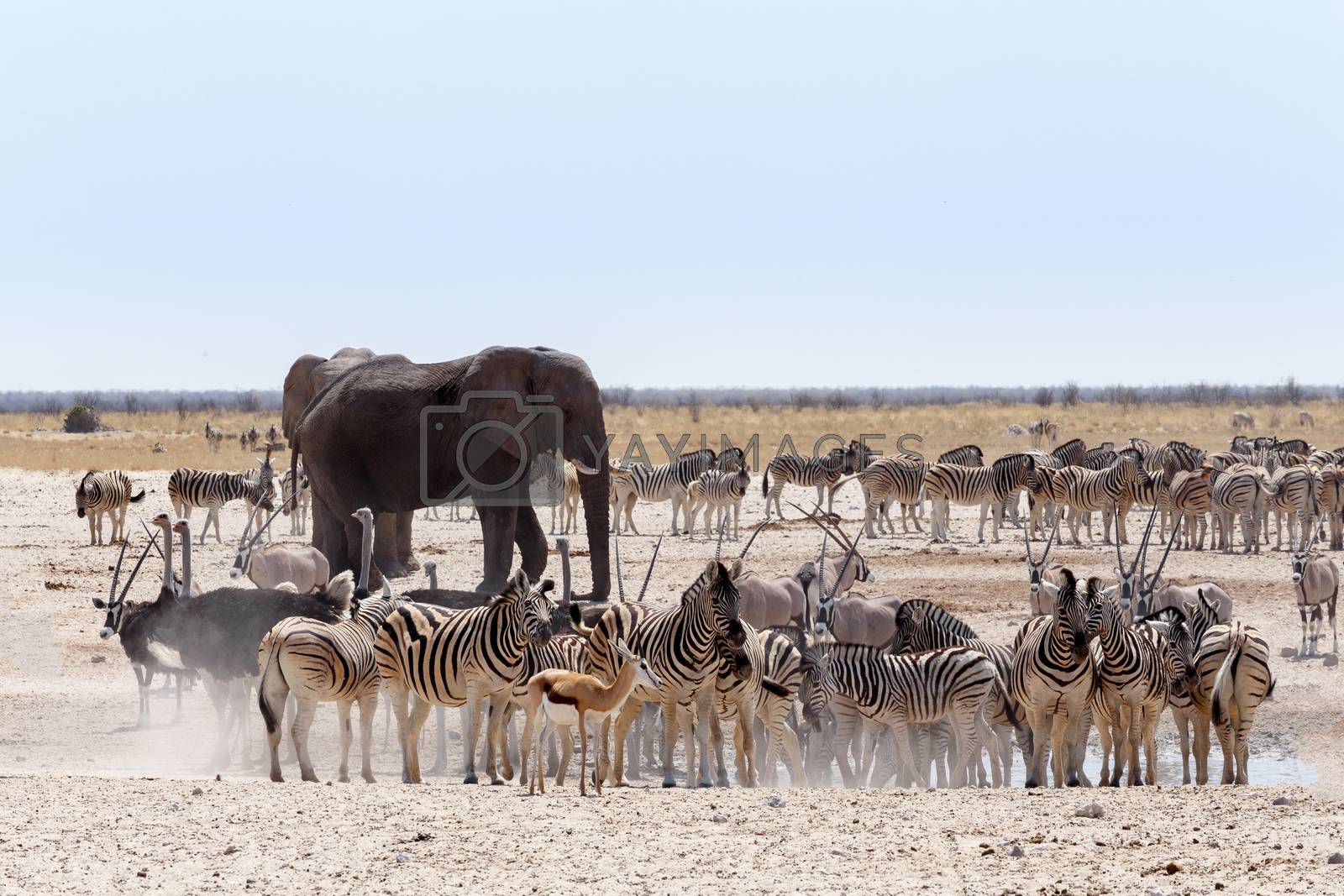 Royalty free image of crowded waterhole with Elephants, zebras, springbok and orix by artush