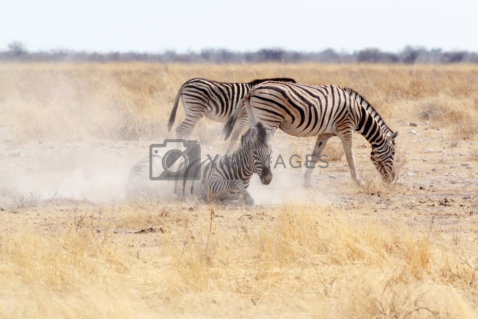 Royalty free image of Zebra rolling on dusty white sand by artush