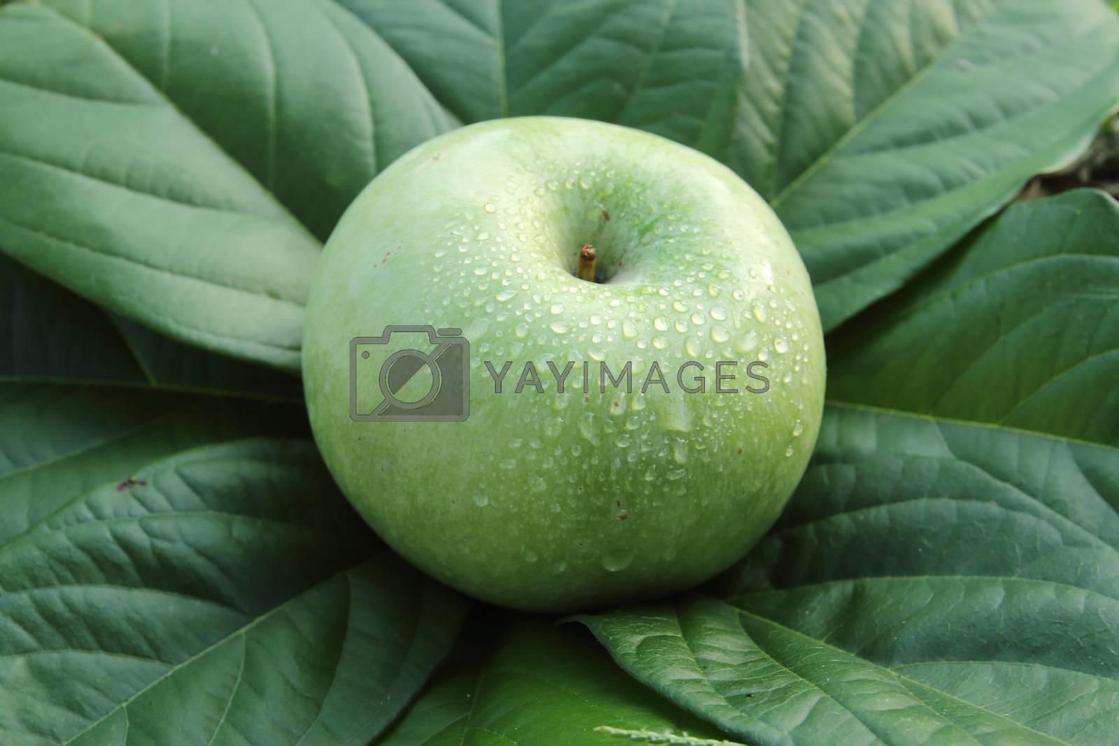 Royalty free image of green apple on the leaves by kaidevil