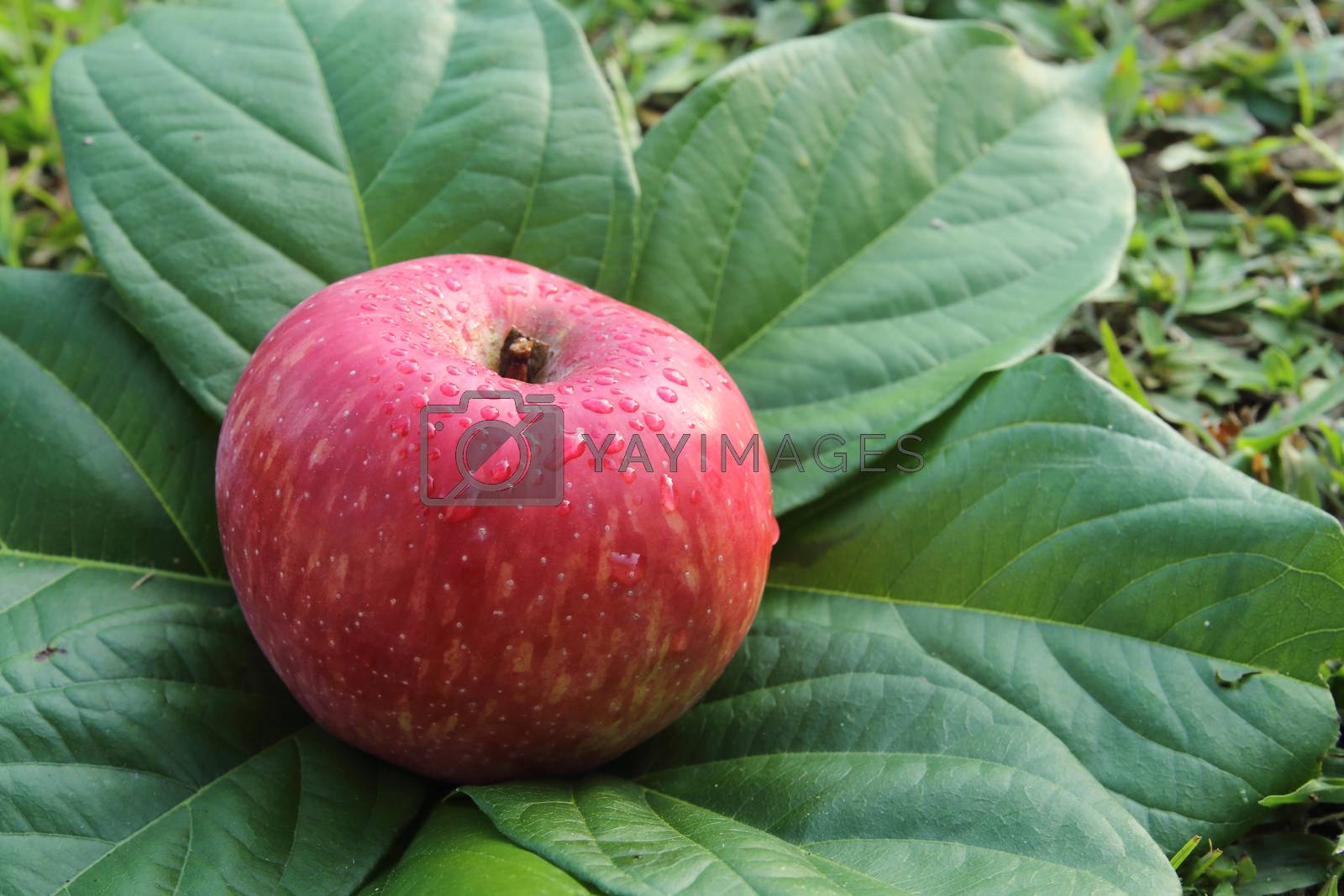 Royalty free image of red apple on the leaves by kaidevil