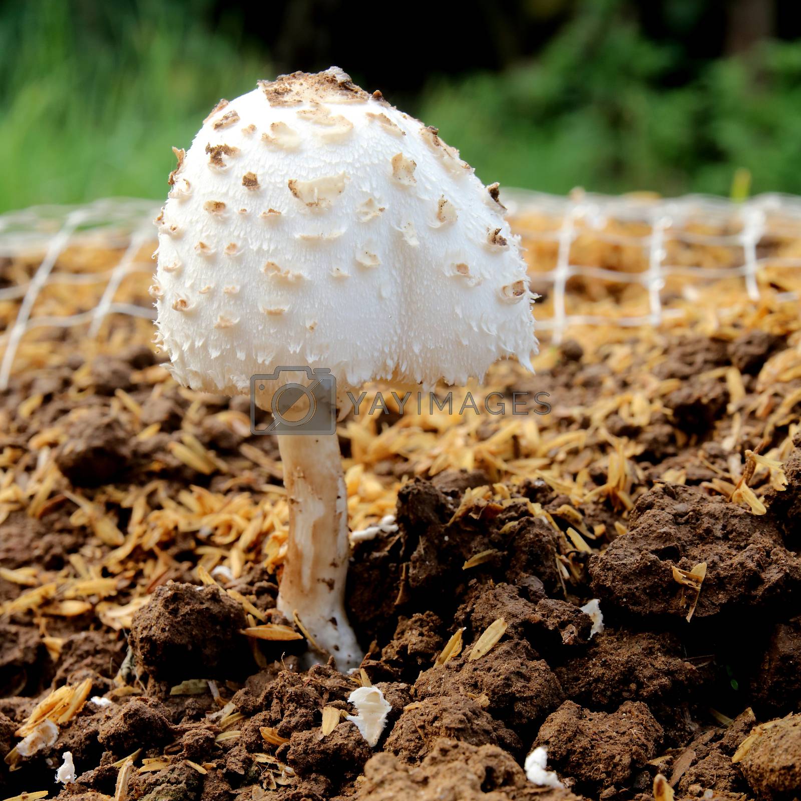 Royalty free image of White mushroom by kaidevil