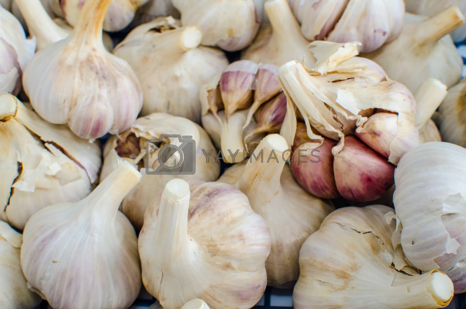 Royalty free image of Bio garlic from bio herbs garden by Peteer