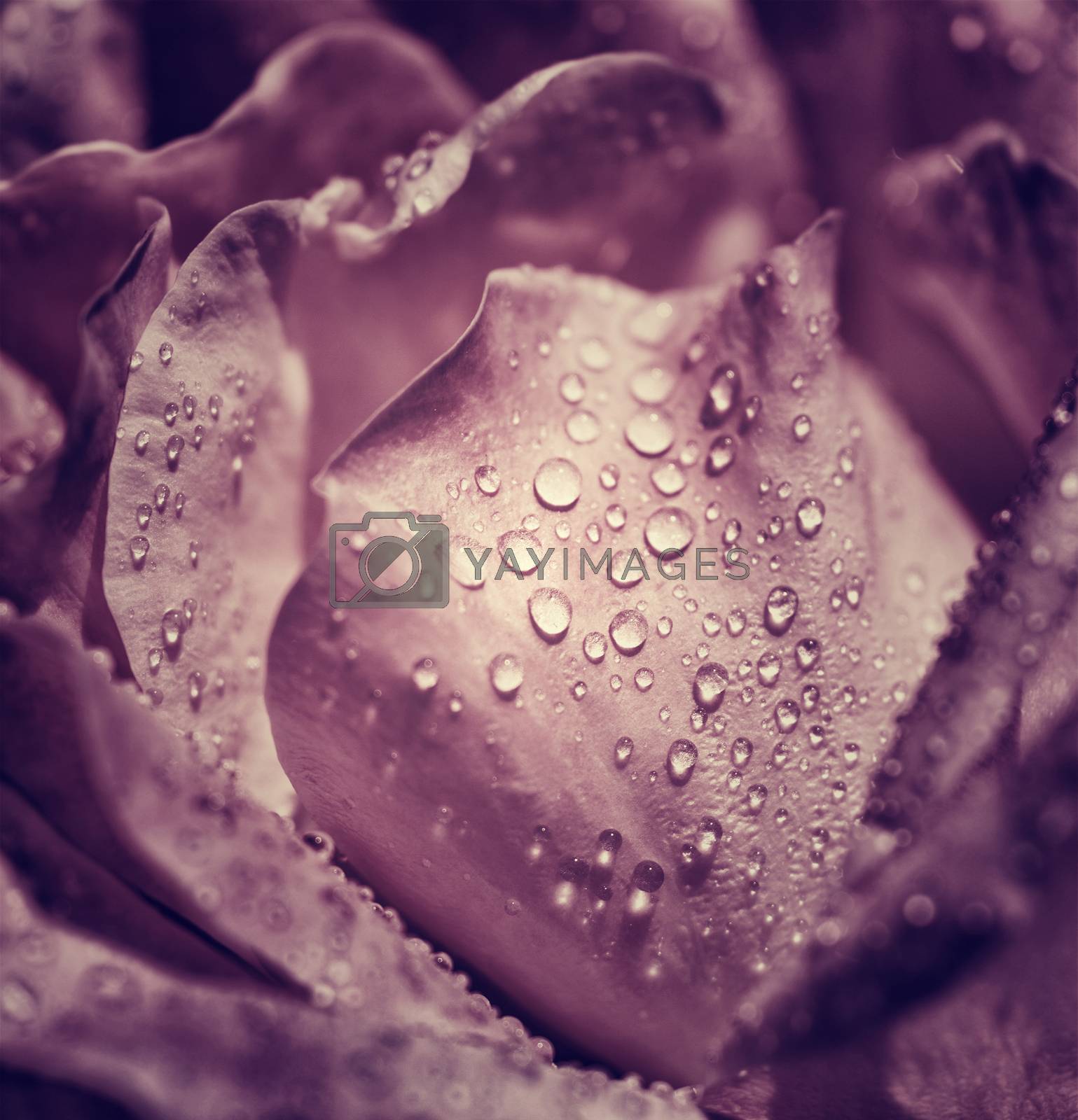 Royalty free image of Vintage rose background by Anna_Omelchenko