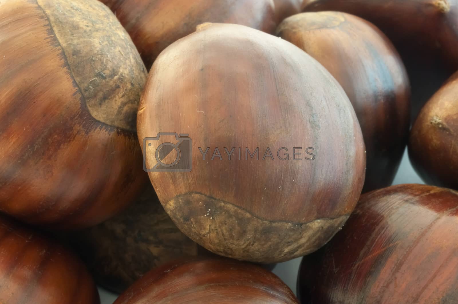 Royalty free image of background of chestnut by fcarniani