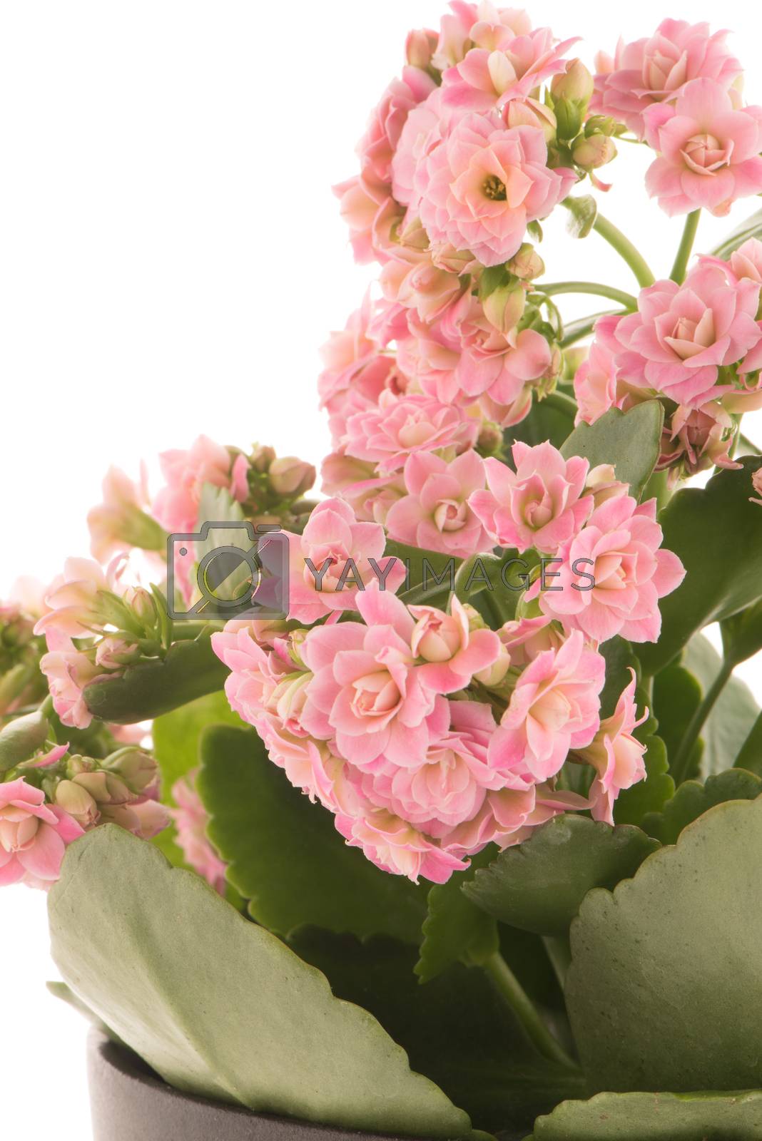 Royalty free image of Kalanchoe Calandiva flowers by homydesign