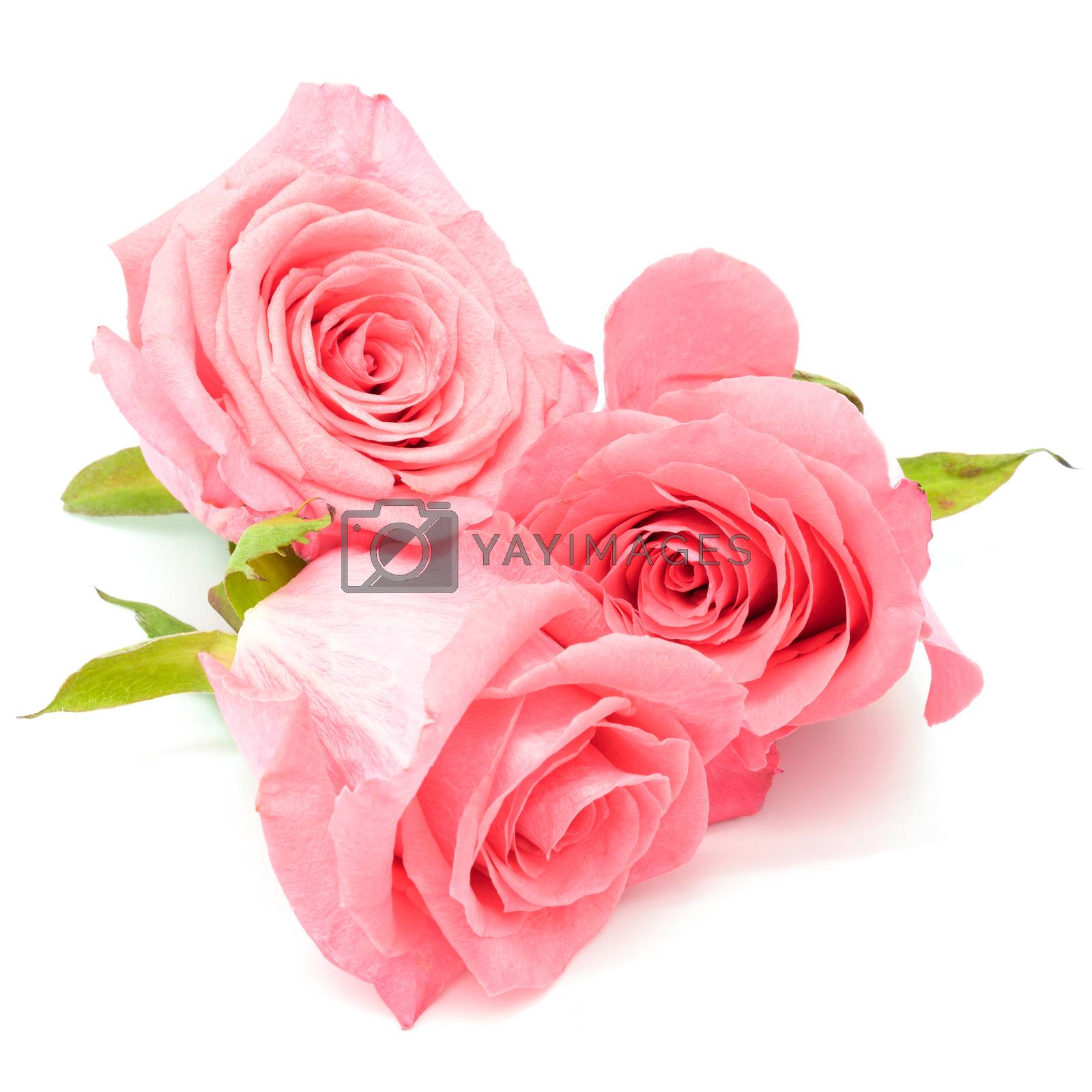 Royalty free image of pink rose by panuruangjan