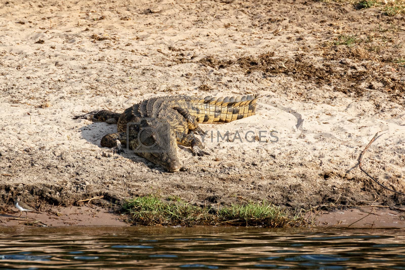 Royalty free image of Portrait of a Nile Crocodile by artush