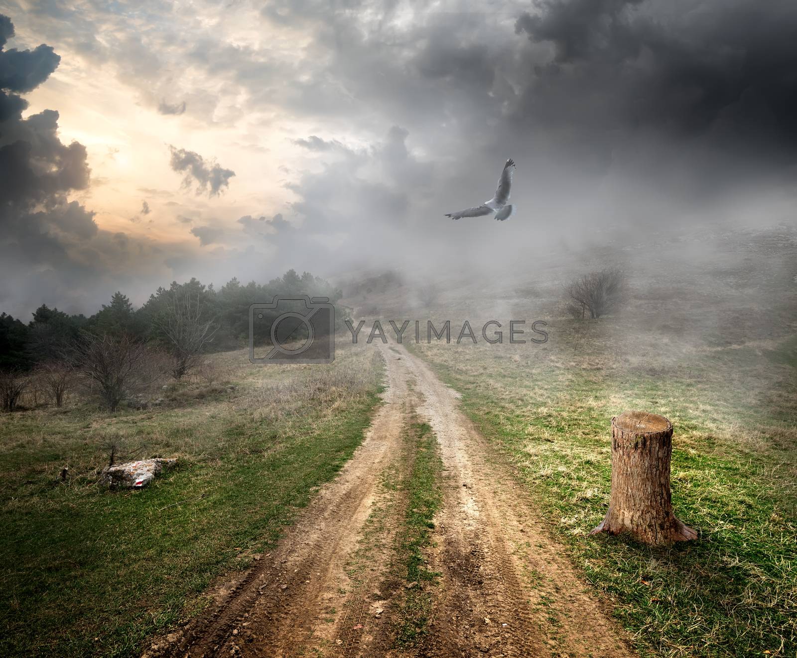Royalty free image of Bird over country road by Givaga