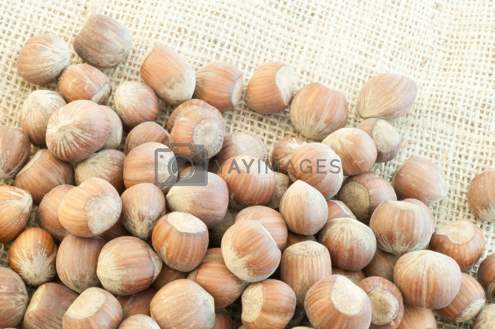 Royalty free image of hazelnuts by fcarniani