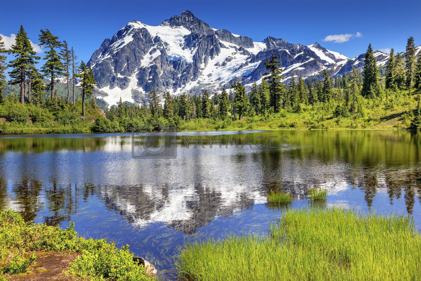 Royalty free image of Picture Lake Evergreens Mount Shuksan Washington USA by bill_perry