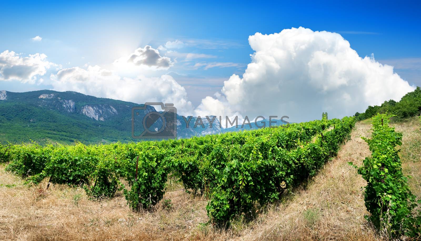Royalty free image of Mountains and vineyard by Givaga
