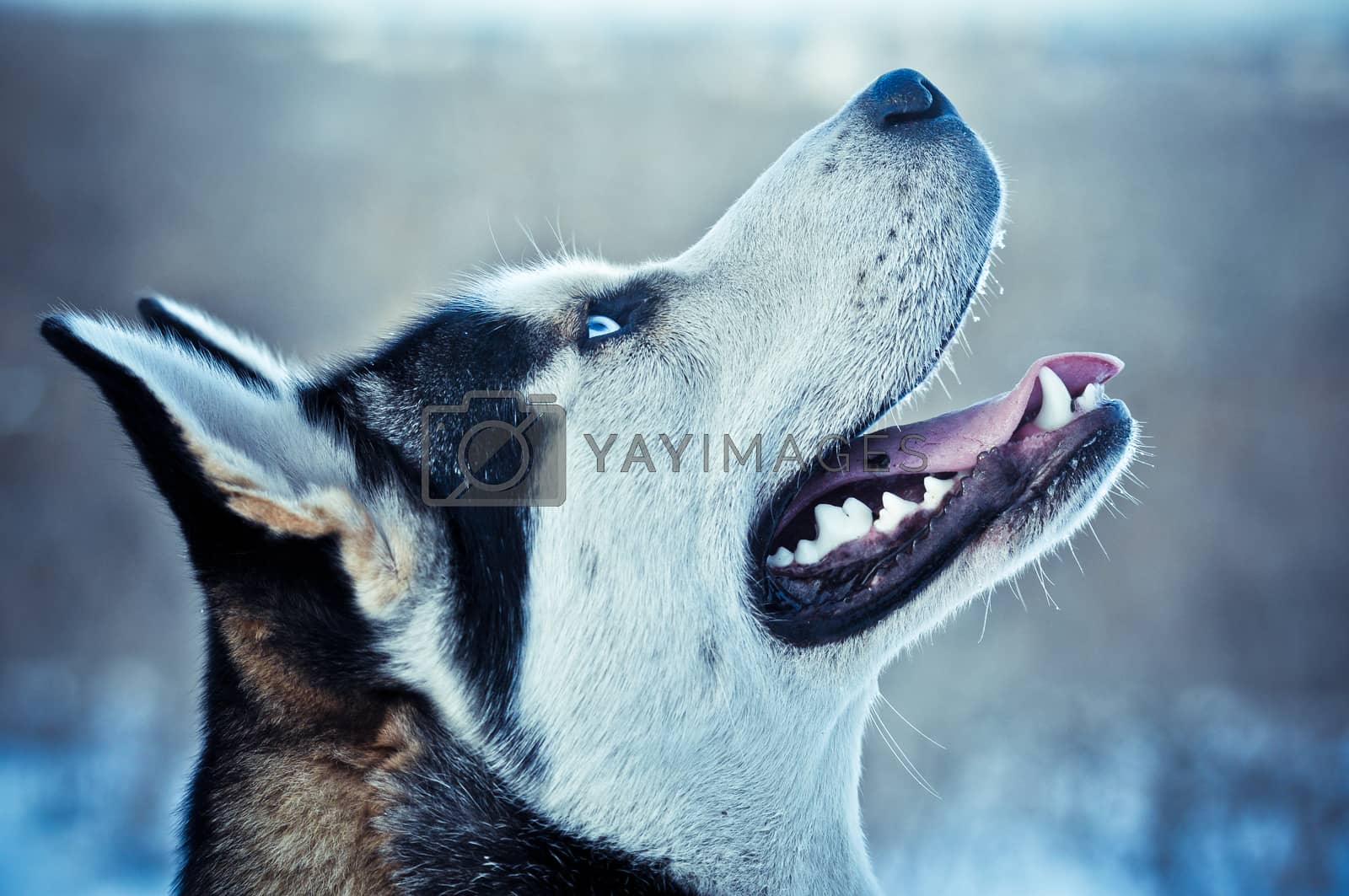 Royalty free image of Siberian Husky dog  in winter  by fesenko