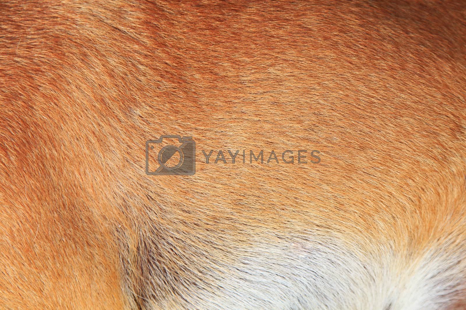 Royalty free image of Dog fur by foto76